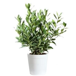 Bay Laurel 19 Bay Laurel -Garden Plant Store Bay Laurel 3G Delilah White pot