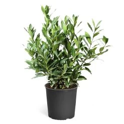 Bay Laurel 18 Bay Laurel -Garden Plant Store Bay Laurel 3G standard pot