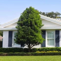 Bay Laurel - USDA Organic -Garden Plant Store Bay Laurel Shrub FGT 4