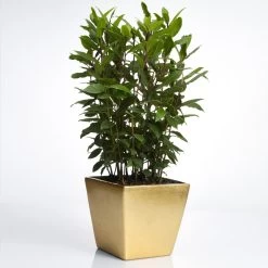 Bay Laurel - USDA Organic -Garden Plant Store Bay Laurel Shrub FGT 70a053b8 5238 44bb b72e 34af0f0d8286
