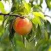 Belle Of Georgia Peach Tree (USDA Organic) -Garden Plant Store Belle of Georgia 600x600 45f29838 b04b 4d42 a727 f87c911c882b