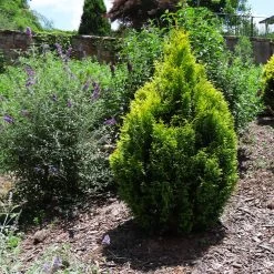 Berckman's Gold Arborvitae -Garden Plant Store Berckmans Arborvitae 1 FGT