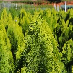 Berckman's Gold Arborvitae -Garden Plant Store Berckmans Arborvitae 8