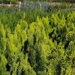 Berckman's Gold Arborvitae -Garden Plant Store Berckmans Arborvitae 9