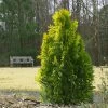 Berckman's Gold Arborvitae -Garden Plant Store Berckmans Arborvitae FGT 600x600 ce6c5eef 9b4c 4e6a b08d bfba171097c6