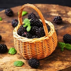 Garden Plant Store -Garden Plant Store Big Daddy Blackberry 2