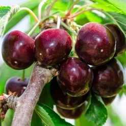 Cherry Pollinator Pack 8 Cherry Pollinator Pack -Garden Plant Store Bing Cherry Tree 2 BB