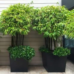 Black Bamboo -Garden Plant Store Black Bamboo 7