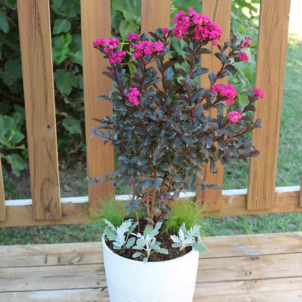 Black Diamond® Crape Myrtle - Mystic Magenta™ 5 Black Diamond® Crape Myrtle - Mystic Magenta™ - Image 3