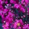 Black Diamond® Crape Myrtle - Mystic Magenta™ 2 Black Diamond® Crape Myrtle - Mystic Magenta™ -Garden Plant Store Black Diamon Magestic magenta Crape Myrtle 600x600 703dbfb4 ff0a 40c3 b862 7837c7afa96a