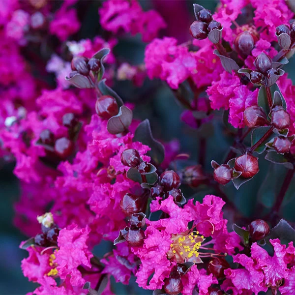 Black Diamond® Crape Myrtle - Mystic Magenta™ 3 Black Diamond® Crape Myrtle - Mystic Magenta™
