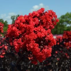 Black Diamond® Crape Myrtle - Best Red™ -Garden Plant Store Black Diamond Crape Myrtle 3 FGT