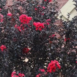 Black Diamond® Crape Myrtle - Best Red™ -Garden Plant Store Black Diamond Crape Myrtle 6 FGT