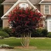Black Diamond® Crape Myrtle - Best Red™ 2 Black Diamond® Crape Myrtle - Best Red™ -Garden Plant Store Black Diamond Crape Myrtle FGT 600x600 ebd6e947 06c8 47e3 8d58 bdd0b8f08ce1