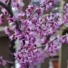 Black Pearl™ Redbud Tree -Garden Plant Store Black Pearl Redbud Tree 350 Thumb 9eb186b3 173d 4fb3 a56d f2317de1acff