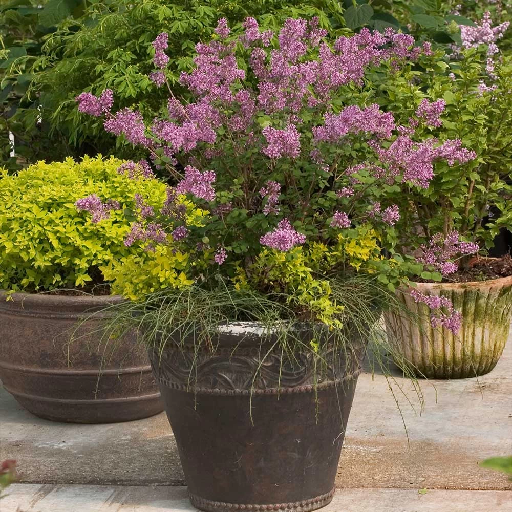 Bloomerang® Lilac Shrub 7 Bloomerang® Lilac Shrub - Image 5