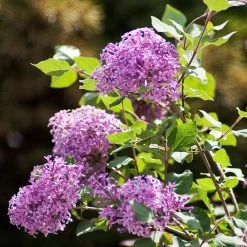 Bloomerang® Lilac Shrub 12 Bloomerang® Lilac Shrub -Garden Plant Store Bloomerang Lilac Shrub 2