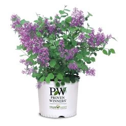 Bloomerang® Lilac Shrub 15 Bloomerang® Lilac Shrub -Garden Plant Store Bloomerang Lilac Shrub 7 3G