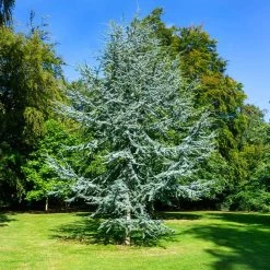 Blue Atlas Cedar Tree 7 Blue Atlas Cedar Tree -Garden Plant Store Blue Atlas Cedar 2