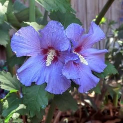Azurri Blue Satin® Rose Of Sharon Althea Tree -Garden Plant Store Blue Satin Rose Of Sharon Tree 2