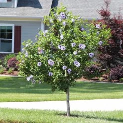 Azurri Blue Satin® Rose Of Sharon Althea Tree -Garden Plant Store Blue Satin Rose Of Sharon Tree 3 44946843 a3ea 4054 b02e a6db3052ceb9