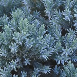 Blue Star Juniper Shrub 9 Blue Star Juniper Shrub -Garden Plant Store Blue Star Juniper 2