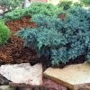 Blue Star Juniper Shrub -Garden Plant Store Blue Star Juniper FGT 600x600 39395957 12cd 4367 9266 50e38577f69d
