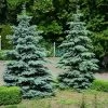 Blue Wonder Spruce Tree -Garden Plant Store Blue Wonder Spruce 600x600 26193ce5 cb4c 4e46 8366 037a0a8f601d