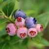 3-in-1 Blueberry Bush -Garden Plant Store Blueberry 3in1 600x600 1aa08fd7 bd51 41f6 bac0 a9579467c982