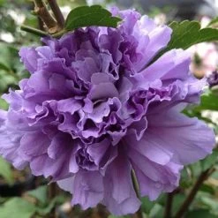 Blueberry Smoothie™ Rose Of Sharon Althea Tree -Garden Plant Store Blueberry Smoothie Althea 1