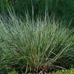 Blues Little Bluestem Grass 9 Blues Little Bluestem Grass -Garden Plant Store Bluestem Grass The Blues 4