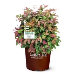 Blush Pink™ Nandina Shrub -Garden Plant Store Blush Pink Nandina 6