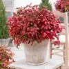 Blush Pink™ Nandina Shrub -Garden Plant Store Blush Pink Nandina 600x600 60ae8e3f f699 4fdc aa60 41bdb9f2debf