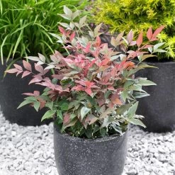 Blush Pink™ Nandina Shrub -Garden Plant Store Blush Pink Nandina FGT 5