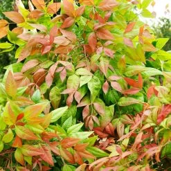 Blush Pink™ Nandina Shrub -Garden Plant Store Blush Pink Nandina FGT 6