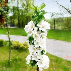 Blushing Delight™ Columnar Apple Tree -Garden Plant Store Blushing Delight Columnar Apple 3