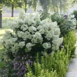 Bobo® Hydrangea Shrub -Garden Plant Store Bobo Hyrangea 2 FGT