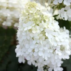 Bobo® Hydrangea Shrub -Garden Plant Store Bobo Hyrangea 5