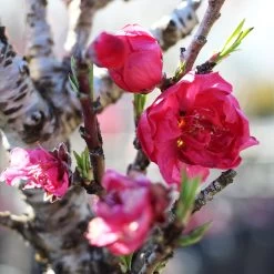 Bonanza Patio Peach Tree 8 Bonanza Patio Peach Tree -Garden Plant Store Bonanza Peach tree 4 FGT