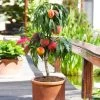Bonanza Patio Peach Tree -Garden Plant Store Bonanza Peach tree FGT 600x600 83c19420 6371 443a 8b39 ed964c3d6525