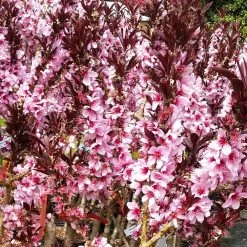 Bonfire Patio Peach Tree -Garden Plant Store Bonfire Peach 3 FGT