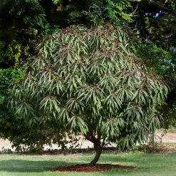 Bonfire Patio Peach Tree -Garden Plant Store Bonfire Peach 6