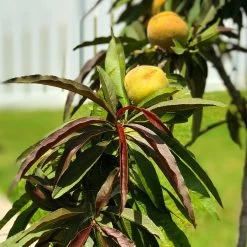 Bonfire Patio Peach Tree -Garden Plant Store Bonfire Peach 7 FGT