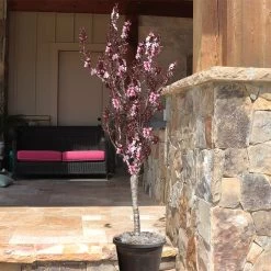 Bonfire Patio Peach Tree -Garden Plant Store Bonfire Peach 9