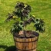 Bonfire Patio Peach Tree -Garden Plant Store Bonfire Peach FGT 600x600 053cb525 f24f 4cbc 98d9 e07eac378d39