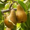 Bosc Pear Tree -Garden Plant Store Bosc pears 600x600 FGT f3cdc24f 4ee7 4db4 8f17 fc904cf59cd5