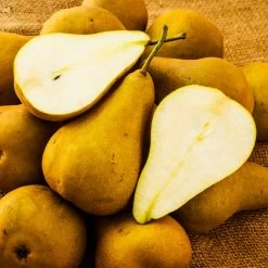 Bosc Pear Tree 8 Bosc Pear Tree -Garden Plant Store Bosc pears 6 FGT 7408ac33 0062 4f2f 9b6f 5c7a943fa800