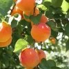 Bounty Peach Tree 1 Bounty Peach Tree -Garden Plant Store Bounty Peach 600x600 ee4d2b5f 3ab5 4cf8 b1cb 748f957a658b