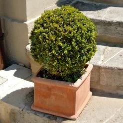 Titan Boxwood Shrub 10 Titan Boxwood Shrub -Garden Plant Store Boxwood Titan 6