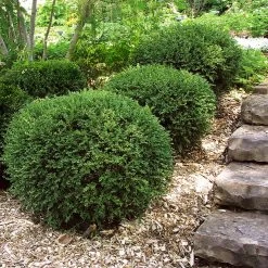 Wintergreen Boxwood Shrub -Garden Plant Store Boxwood Wintergreen 2